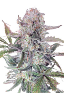 Sour OG Feminized Cannabis Seeds