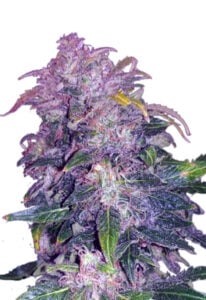 Space Cookies Autoflower Cannabis Seeds