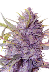 Star Gazer Auto Fast Version Cannabis Seeds