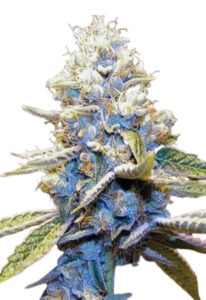 Star Killer Feminized Cannabis Seeds