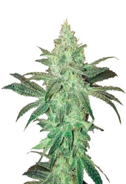 Stardawg Feminized Cannabis Seeds