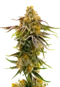 Strawberry Banana Cheese Feminized Cannabis Seeds