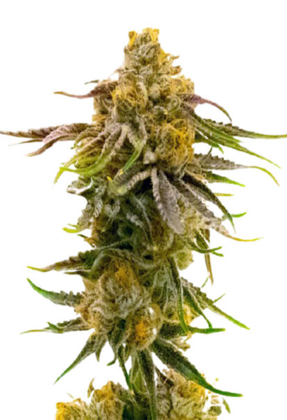 Strawberry Banana Cheese Feminized 1