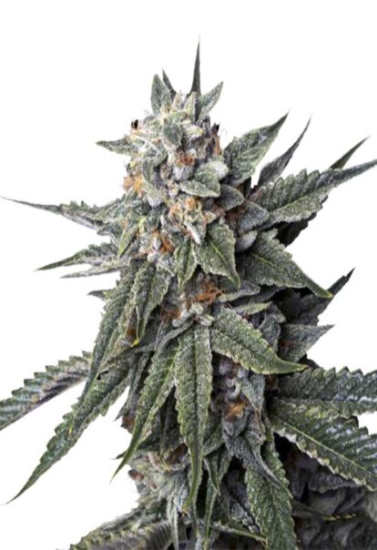 Strawberry Banana Feminized Cannabis Seeds