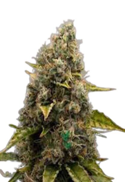 Strawberry Kush Feminized Cannabis Seeds