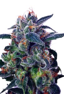 Strawberry Milk Fast Version Cannabis Seeds