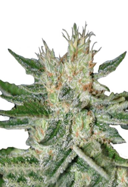 Sugar Black Rose Feminized Cannabis Seeds