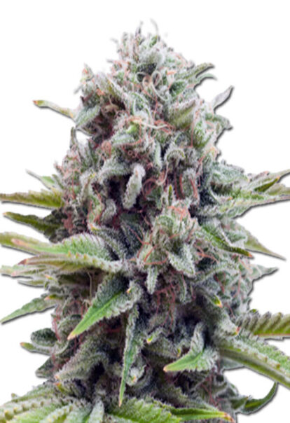 Sugar Glue Feminized Cannabis Seeds