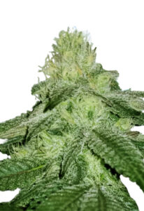 Sugar Kush Fast Version Cannabis Seeds