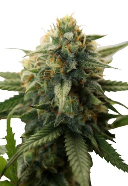 Super Bud Feminized Cannabis Seeds