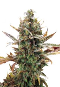 Super Critical Feminized Cannabis Seeds