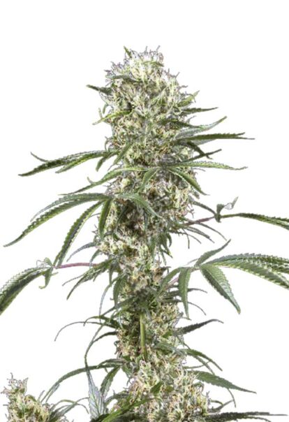 Super Lemon Haze Feminized Cannabis Seeds