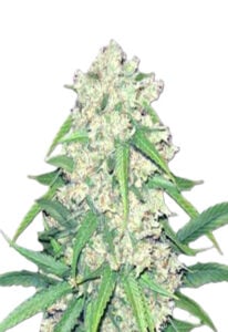 Super Silver Haze Autoflower Seeds