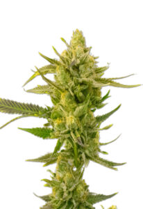 Super Skunk Autoflower Cannabis Seeds