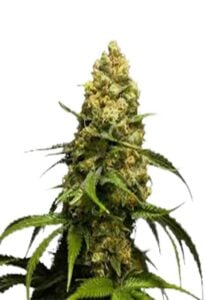 Super Skunk Feminized Cannabis Seeds