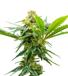 Sweet Island Feminized Cannabis Seeds