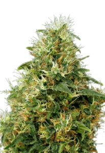 Sweet Mango Autoflower Cannabis Seeds