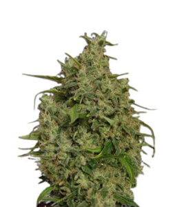 Sweet Tooth Regular Cannabis Seeds