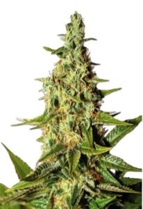 Tahoe Kush Feminized Cannabis Seeds