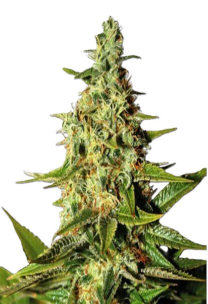 Tahoe Kush Feminized