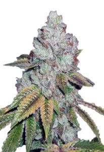 Tahoe OG Feminized Cannabis Seeds