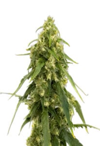 Tangerine Autoflower Cannabis Seeds