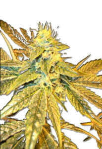 Tangie Cookies Regular Cannabis Seeds