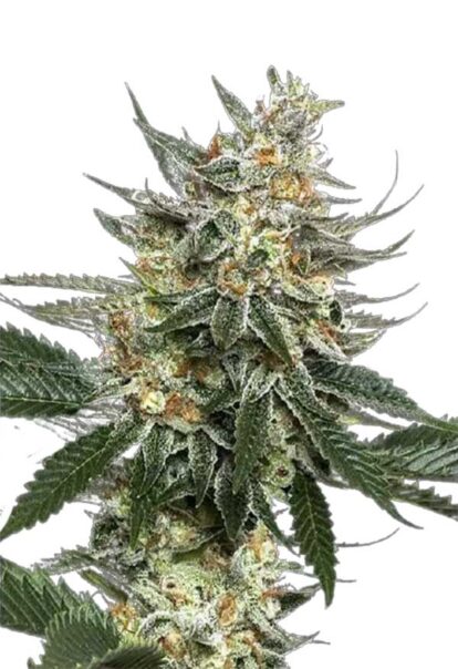 Tangie Feminized Cannabis Seeds