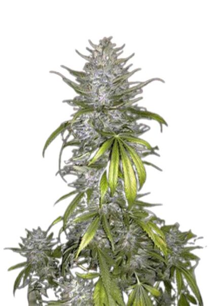 Taskenti Feminized Cannabis Seeds