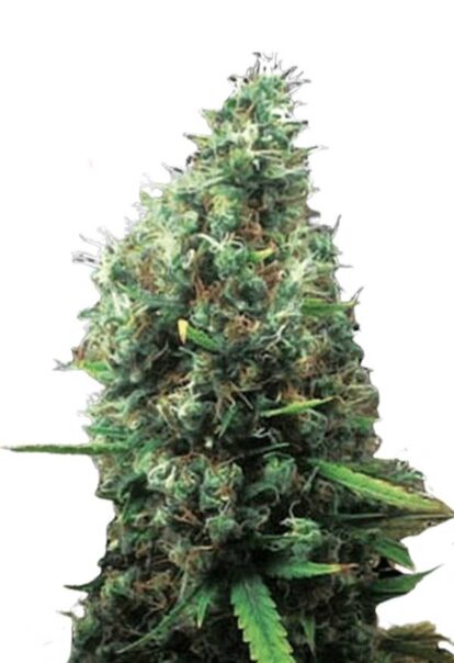 Tijuana Feminized Cannabis Seeds