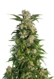 Trainwreck Feminized Cannabis Seeds