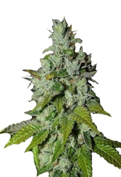 Triangle Kush Feminized Cannabis Seeds