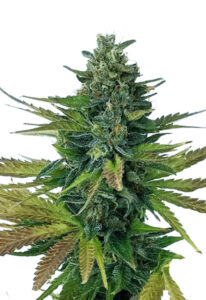 Triple Diesel Autoflower Cannabis Seeds