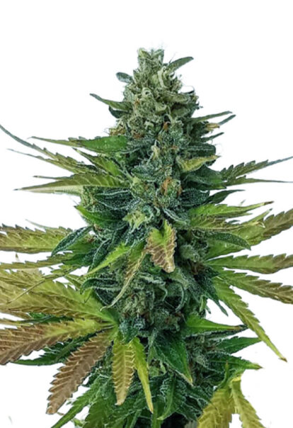 Triple Diesel Auto