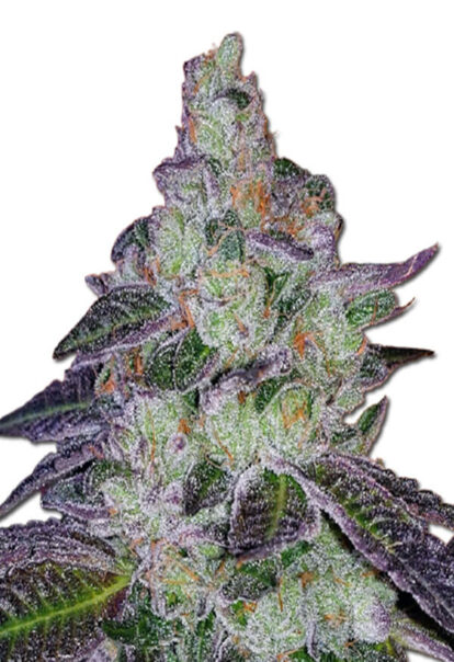 Tropic Thunder Feminized Cannabis Seeds