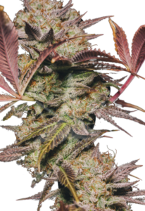 Alien OG Regular BCBD Cannabis Seeds