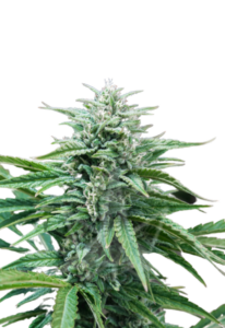 True OG Feminized Cannabis Seeds