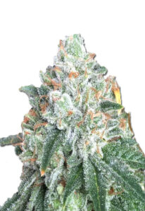 Tuna Kush Regular Cannabis Seeds