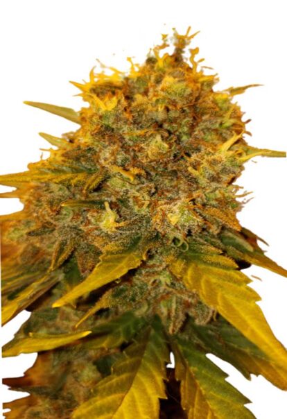 Tutankhamon Autoflower Cannabis Seeds