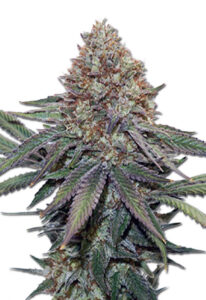 Ultra Bomb Cookie Feminized Cannabis Seeds