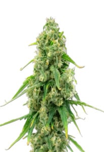 Wedding Cake Autoflower Cannabis Seeds