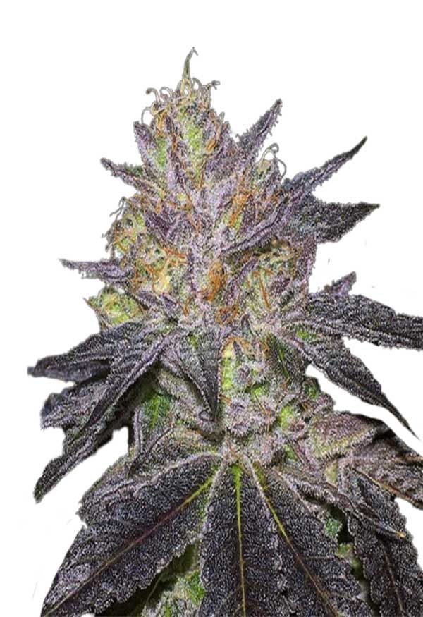 Wedding Cake Feminized Cannabis Seeds