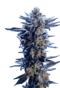 Wedding Crasher Feminized Cannabis Seeds