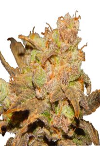 Wembley Autoflower Cannabis Seeds