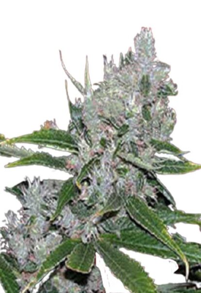 White Amnesia Feminized Cannabis Seeds