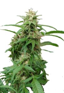 White Rhino Feminized Cannabis Seeds