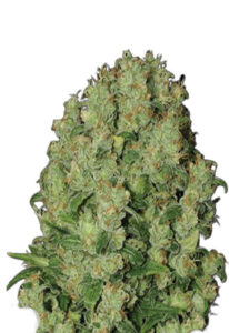 White Russian Fast Version Cannabis Seeds