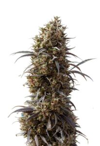 White Strawberry Skunk Feminized Cannabis Seeds