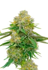 Yumbolt Autoflower Cannabis Seeds