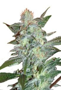 Yumbolt Feminized Cannabis Seeds